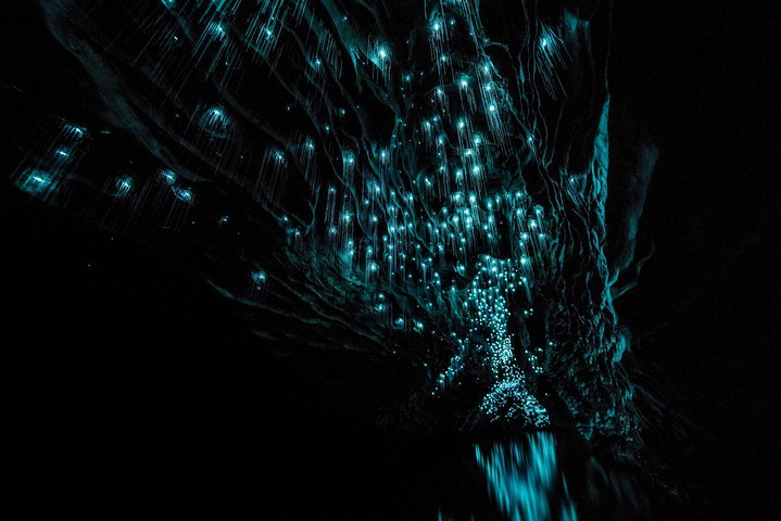 Waitomo Glowworm Caves
